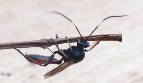 Stenichneumon culpator