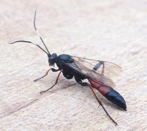 Réf. 220 763 : Stenichneumon culpator