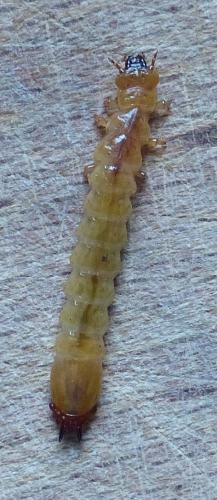 Réf. 220 805 : Pyrochroa sp.