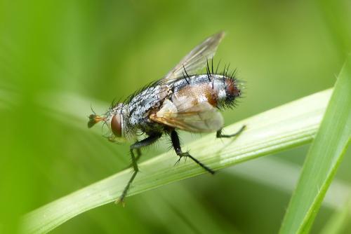 Peleteria iavana