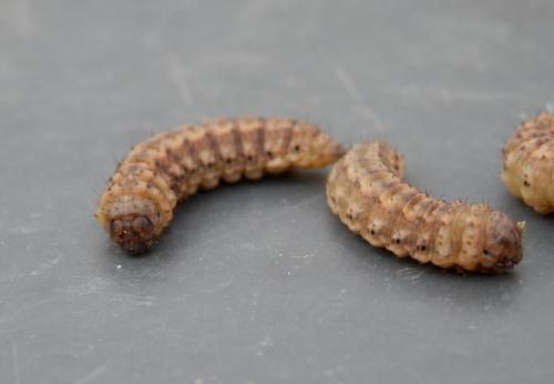 Réf. 220 228 : Agrotis puta