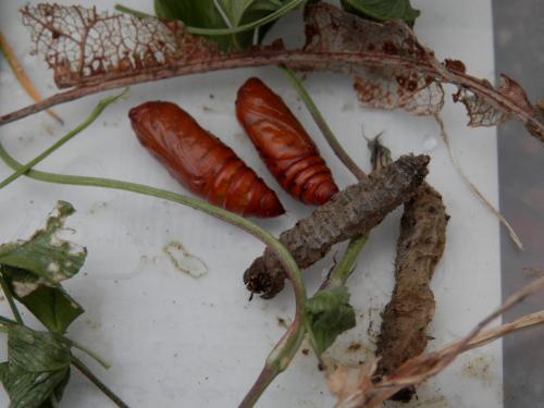 Réf. 220 229 : Agrotis puta