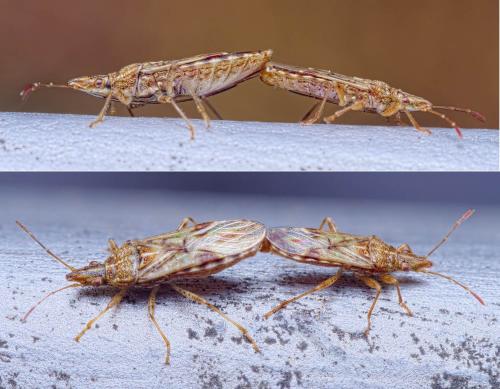 Réf. 220 543 : Belonochilus numenius