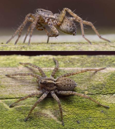 Pardosa sp.