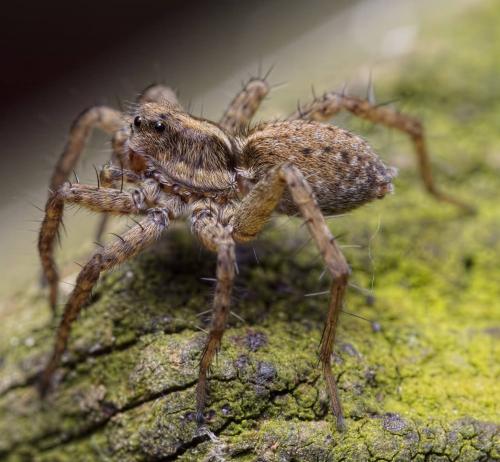 Pardosa sp.