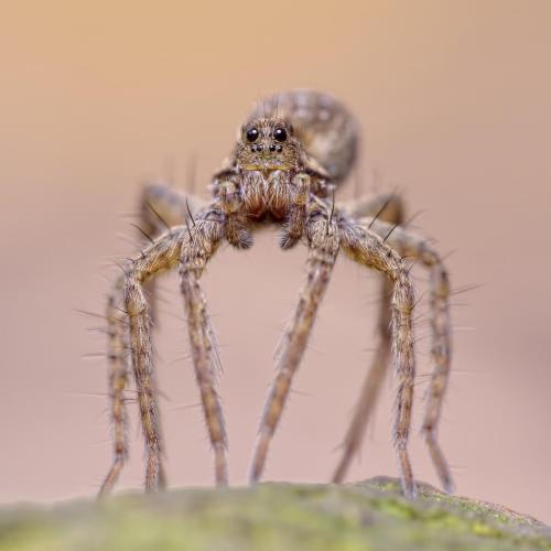 Pardosa sp.