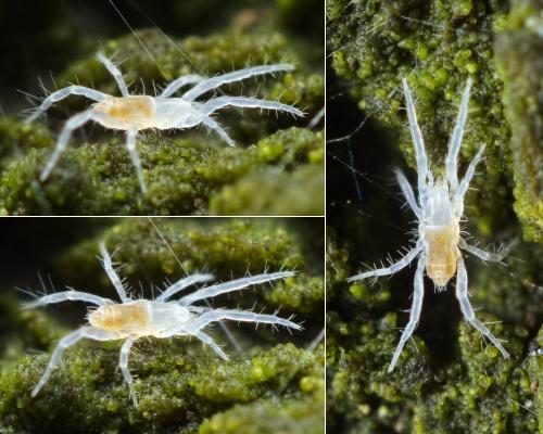Coccorhagidia clavifrons