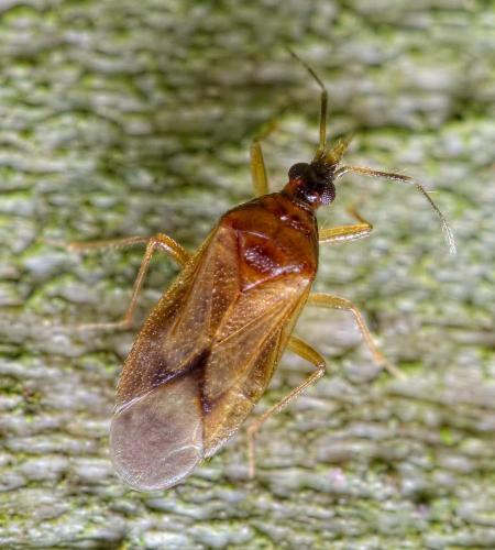 Amphiareus obscuriceps