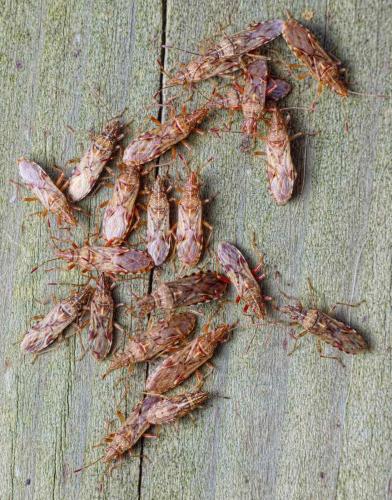Réf. 220 545 : Belonochilus numenius