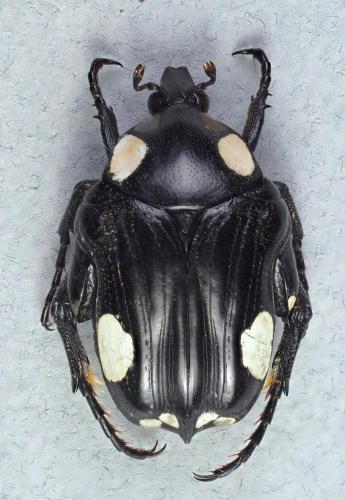 Mausoleopsis revoili