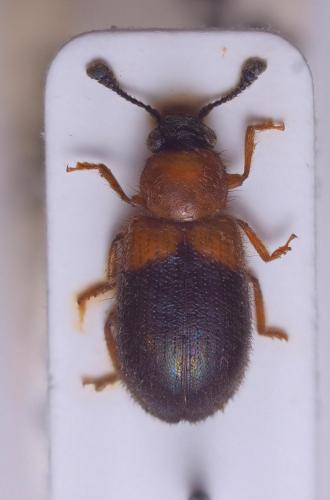 Necrobia ruficollis