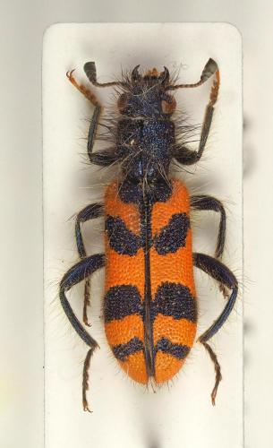 Réf. 220 199 : Trichodes umbellatarum