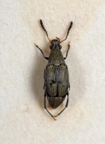 Bruchidius cinerascens