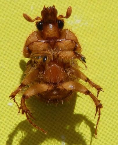 Réf. 220 819 : Neoathyreus excavatus