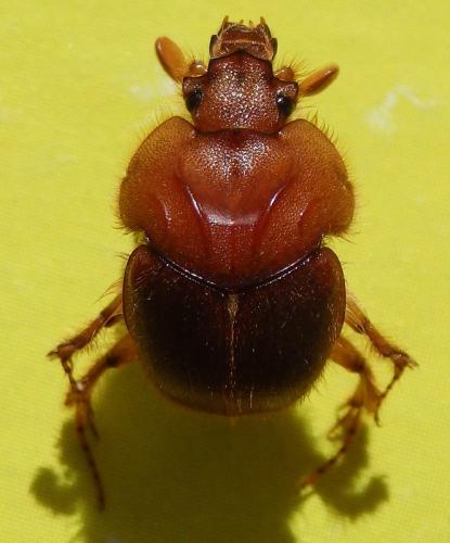 Réf. 220 818 : Neoathyreus excavatus