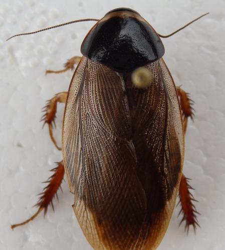 Pycnoscelus surinamensis