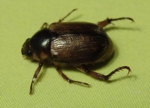 Anomala sp.