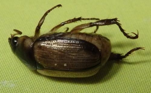 Anomala sp.