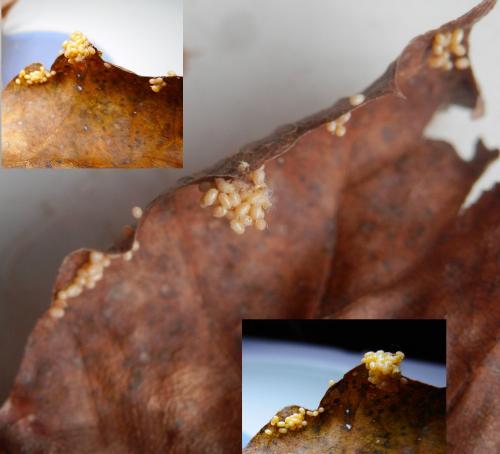 Erannis defoliaria