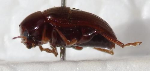 Colaspis sp.