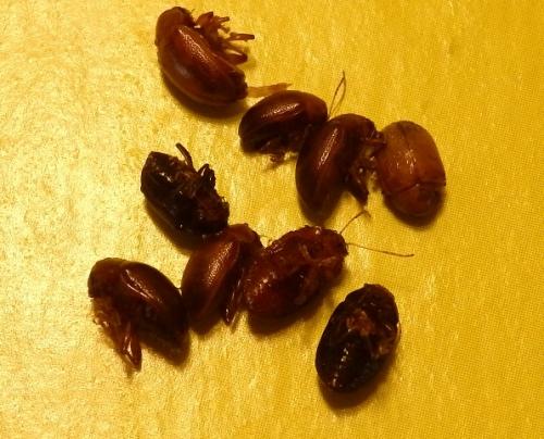 Colaspis sp.