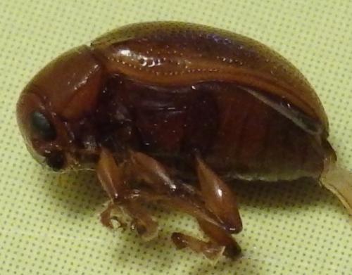 Colaspis sp.