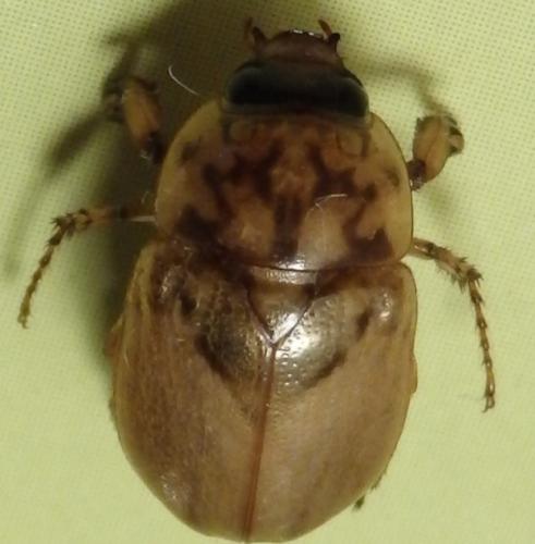 Réf. 220 958 : Cyclocephala quercina