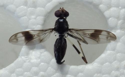 Poecilotylus sp.