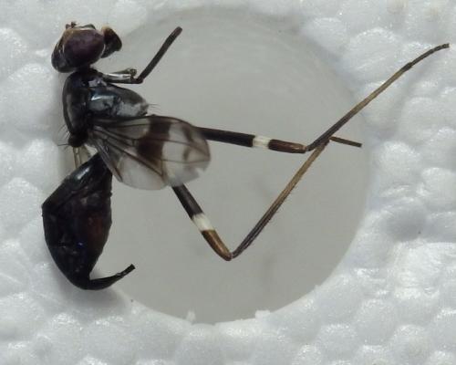 Poecilotylus sp.