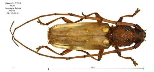 Réf. 220 363 : Coccoderus longespinicornis