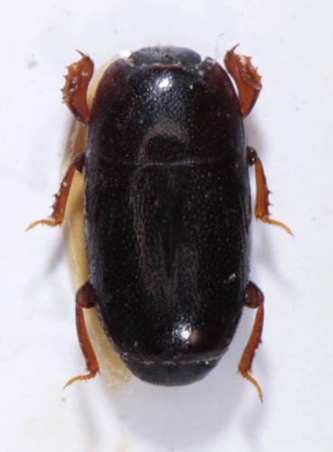 Réf. 220 785 : Paromalus parallelepipedus