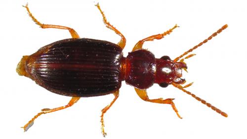 Bradycellus sharpi