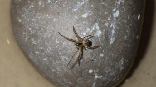 Réf. 220 215 : Metellina merianae