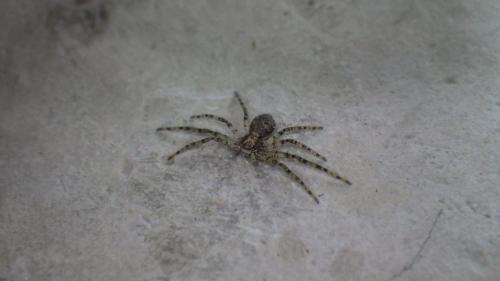 Philodromus sp.