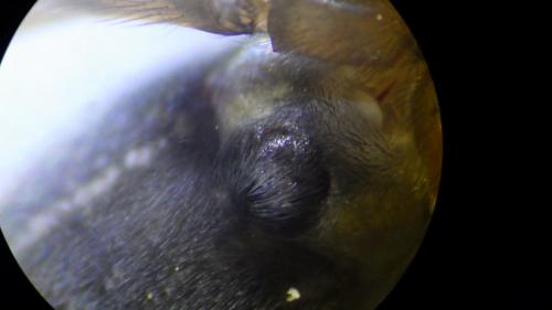 Amaurobius ferox