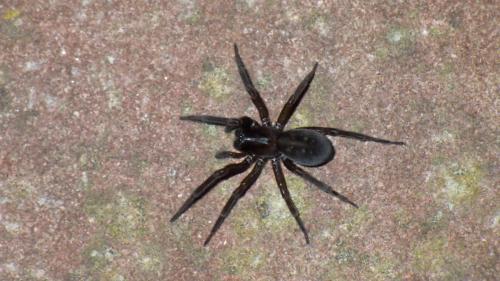 Réf. 220 335 : Amaurobius ferox