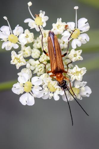 Oedemera podagrariae