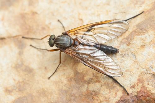 Réf. 220 300 : Rhagio annulatus