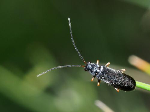 Rhagonycha sp.