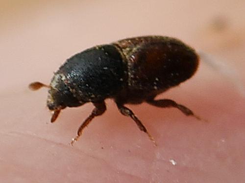 Scolytus amygdali