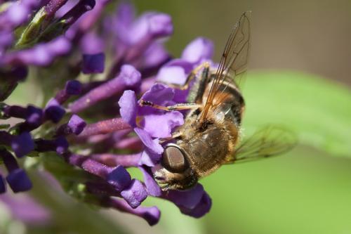 Eristalis nemorum