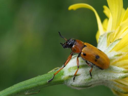 Réf. 220 832 : Tituboea macropus