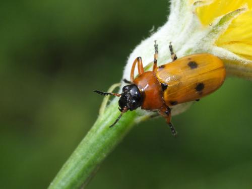 Réf. 220 833 : Tituboea macropus