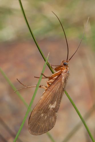 Potamophylax sp.