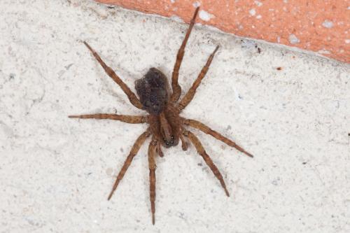 Trochosa sp.