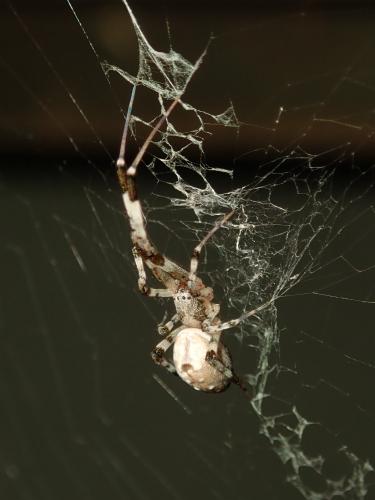 Zosis geniculata