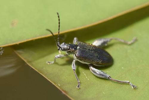 Réf. 220 505 : Donacia crassipes
