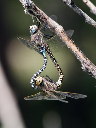 Réf. 220 939 : Aeshna interrupta