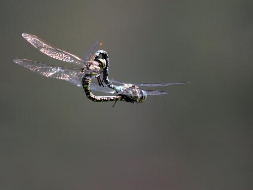 Réf. 220 940 : Aeshna palmata