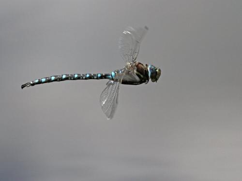 Réf. 220 935 : Aeshna palmata